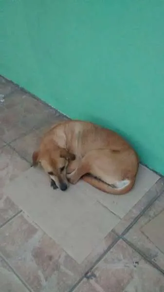 Cachorro ra a não definida idade 6 ou mais anos nome lobinho e nina