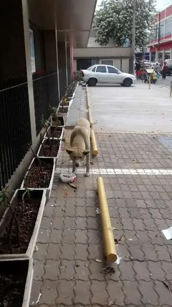 Cachorro ra a não definida idade 6 ou mais anos nome lobinho e nina