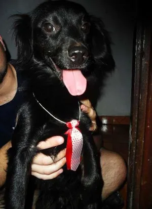 Cachorro raça SRD idade 2 a 6 meses nome Mike