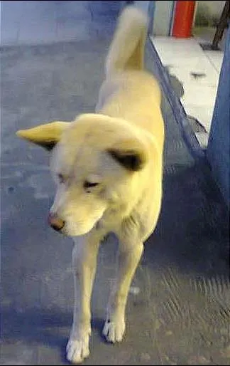 Cachorro ra a não definida idade 6 ou mais anos nome lobinho e nina