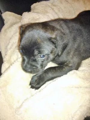 Cachorro raça SRD com Traços de Cane Corso com Labrador idade 2 a 6 meses nome Pituca