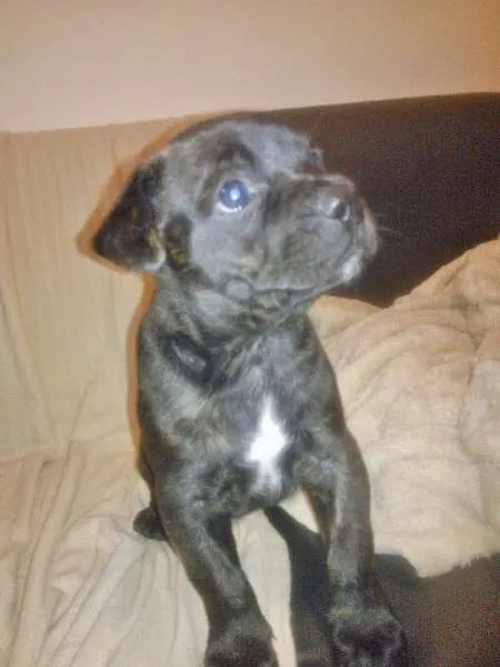 Cachorro ra a SRD com Traços de Cane Corso com Labrador idade 2 a 6 meses nome Pituca