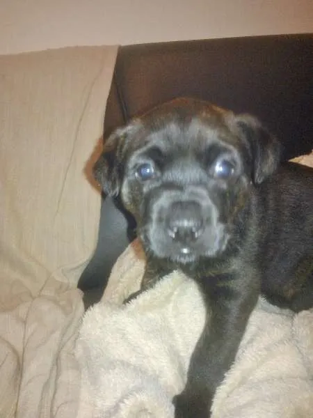 Cachorro ra a SRD com Traços de Cane Corso com Labrador idade 2 a 6 meses nome Pituca