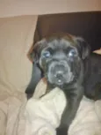 Pituca