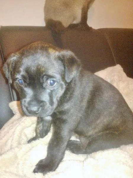 Cachorro ra a SRD com traços de Cane Corso com Labrador idade 2 a 6 meses nome Lalá