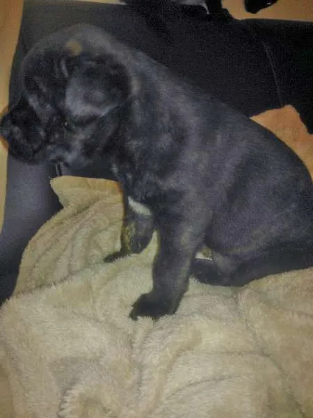 Cachorro ra a SRD com traços de Cane Corso com Labrador idade 2 a 6 meses nome Lalá