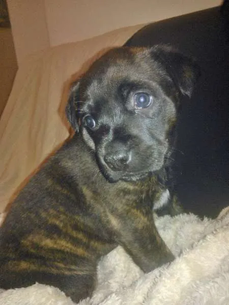 Cachorro ra a SRD com traços de Cane Corso com Labrador idade 2 a 6 meses nome Lalá
