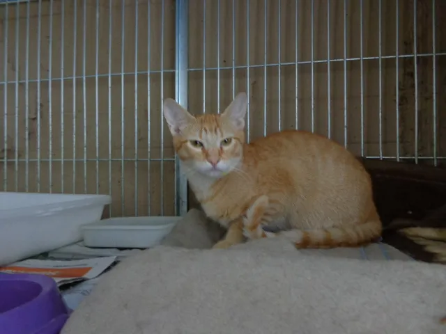 Gato ra a Não definida idade 2 a 6 meses nome Ferrugem
