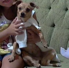 Cachorro ra a Pinscher idade 2 anos nome sara