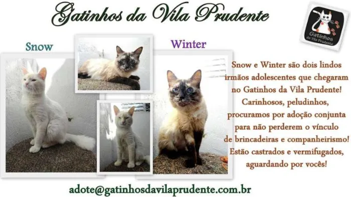 Gato ra a SRD idade 1 ano nome Snow e Winter
