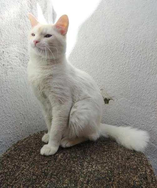 Gato ra a SRD idade 1 ano nome Snow e Winter