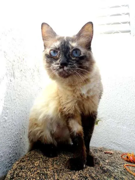 Gato ra a SRD idade 1 ano nome Snow e Winter