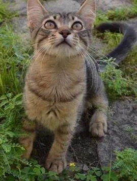 Gato raça SRD idade 2 a 6 meses nome Phylis e Alfrida