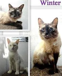 Gato raça SRD idade 1 ano nome Snow e Winter