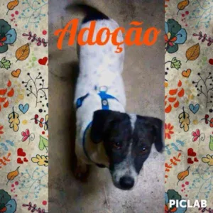 Cachorro raça SRD idade 1 ano nome Bolinha
