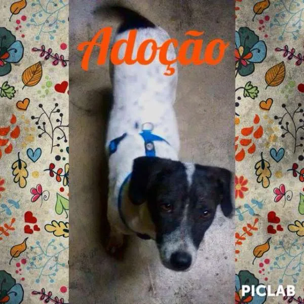 Cachorro ra a SRD idade 1 ano nome Bolinha