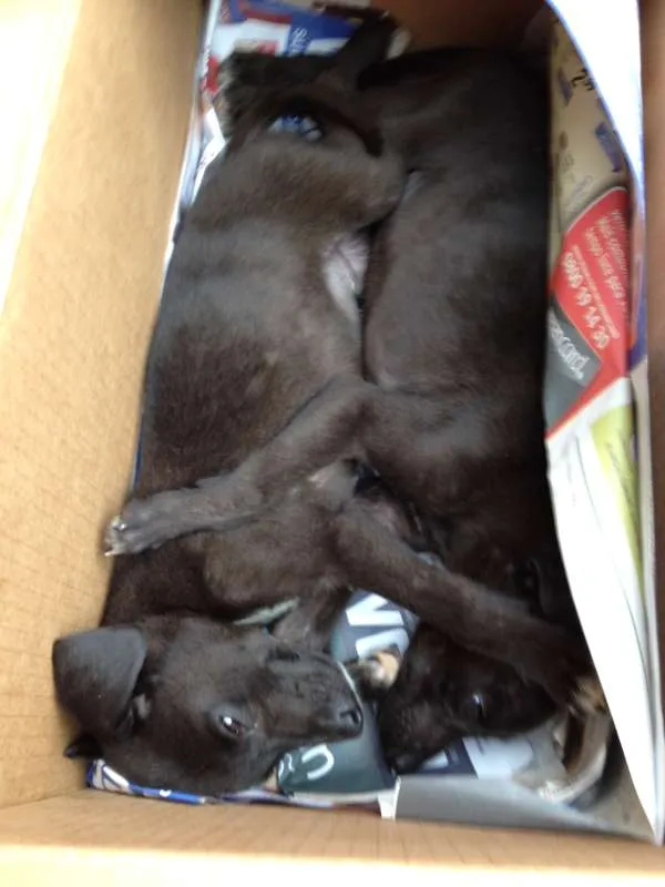 Cachorro ra a SRD idade 2 a 6 meses nome Tony e Albie