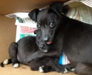 Cachorro raça SRD idade 2 a 6 meses nome Tony e Albie