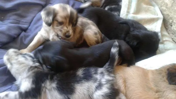 Cachorro ra a Vira-latas idade Abaixo de 2 meses nome Sem nome