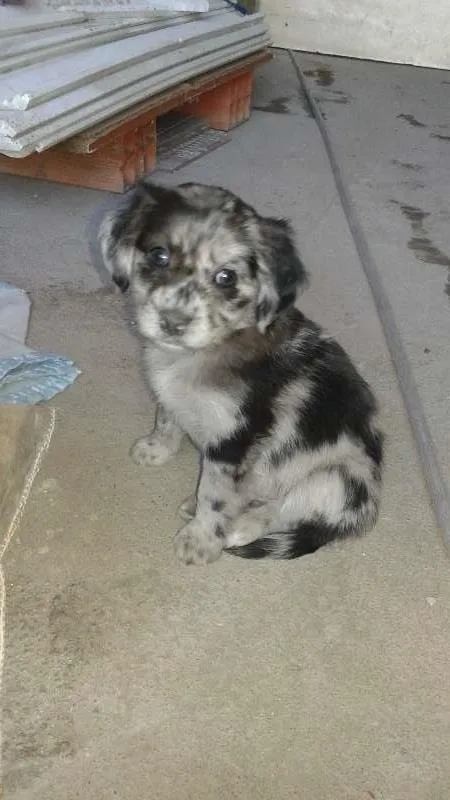 Cachorro ra a Vira-latas idade Abaixo de 2 meses nome Sem nome