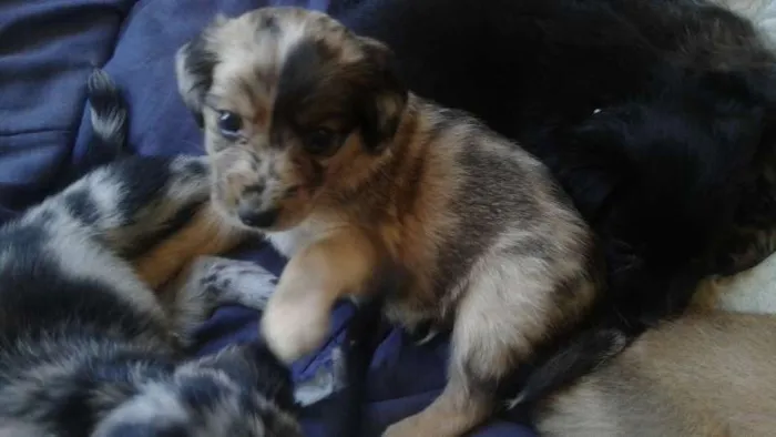 Cachorro ra a Vira-latas idade Abaixo de 2 meses nome Sem nome