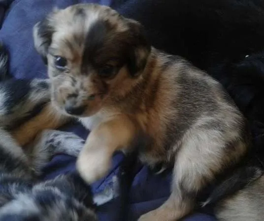 Cachorro ra a Vira-latas idade Abaixo de 2 meses nome Sem nome