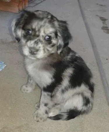 Cachorro ra a Vira-latas idade Abaixo de 2 meses nome Sem nome