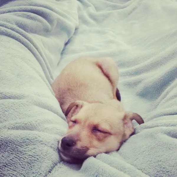 Cachorro ra a SRD idade 2 a 6 meses nome Mel