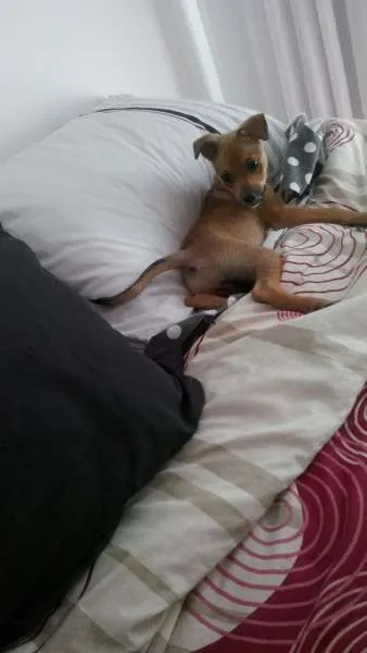 Cachorro ra a SRD idade 2 a 6 meses nome Mel