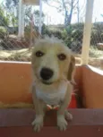 Pipoca