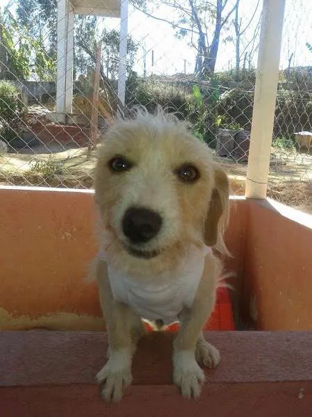 Cachorro ra a SRD idade 2 anos nome Pipoca