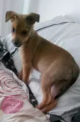 Mel