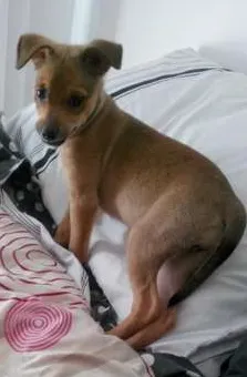 Cachorro raça SRD idade 2 a 6 meses nome Mel