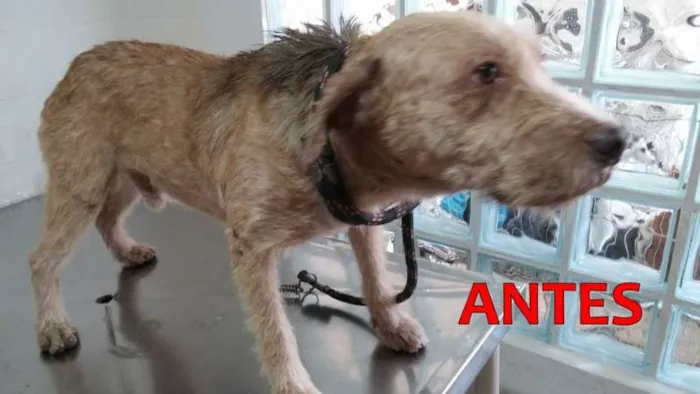 Cachorro ra a SRD idade 6 ou mais anos nome LUIS