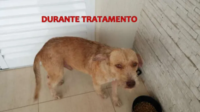 Cachorro ra a SRD idade 6 ou mais anos nome LUIS