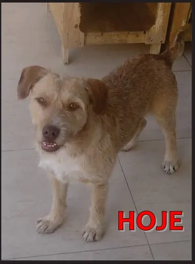 Cachorro ra a SRD idade 6 ou mais anos nome LUIS