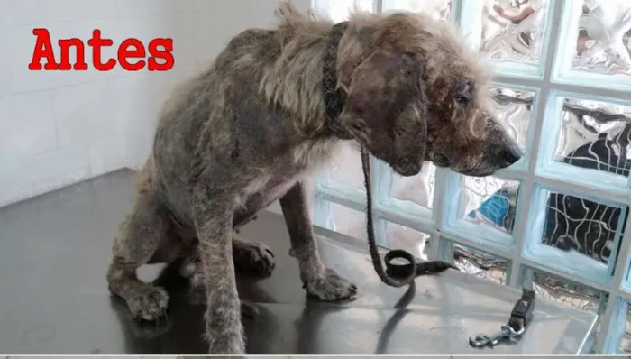 Cachorro ra a SRD idade 3 anos nome BEBEZÃO