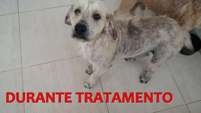 Cachorro ra a SRD idade 3 anos nome BEBEZÃO