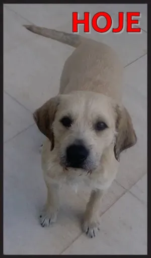Cachorro raça SRD idade 3 anos nome BEBEZÃO