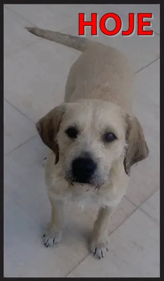 Cachorro ra a SRD idade 3 anos nome BEBEZÃO