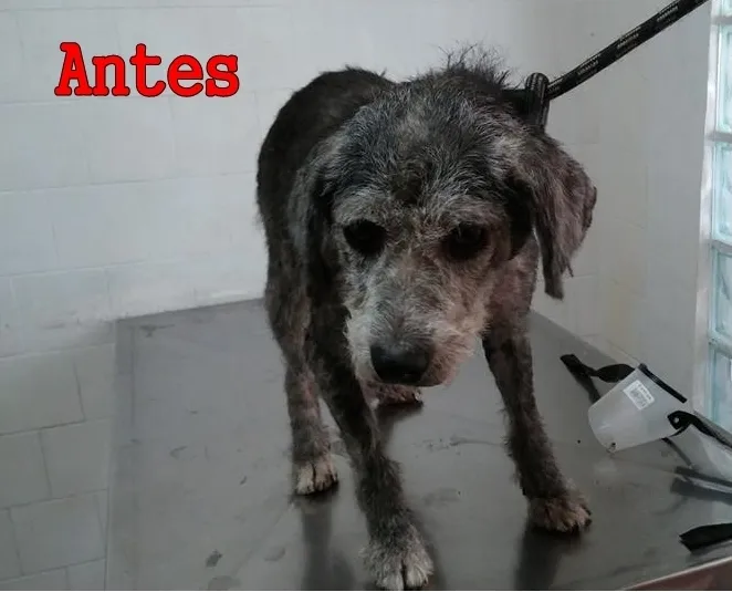 Cachorro ra a SRD idade 6 ou mais anos nome NEGUINHA