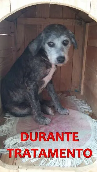 Cachorro ra a SRD idade 6 ou mais anos nome NEGUINHA