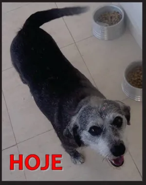 Cachorro raça SRD idade 6 ou mais anos nome NEGUINHA