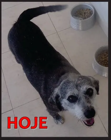Cachorro ra a SRD idade 6 ou mais anos nome NEGUINHA