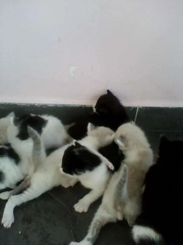 Gato ra a Siamês idade Abaixo de 2 meses nome n tem