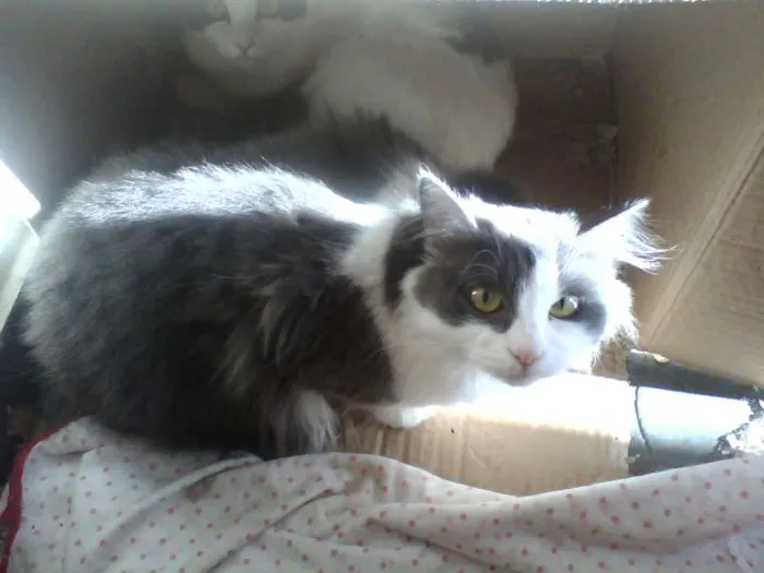Gato ra a Siamês idade Abaixo de 2 meses nome n tem