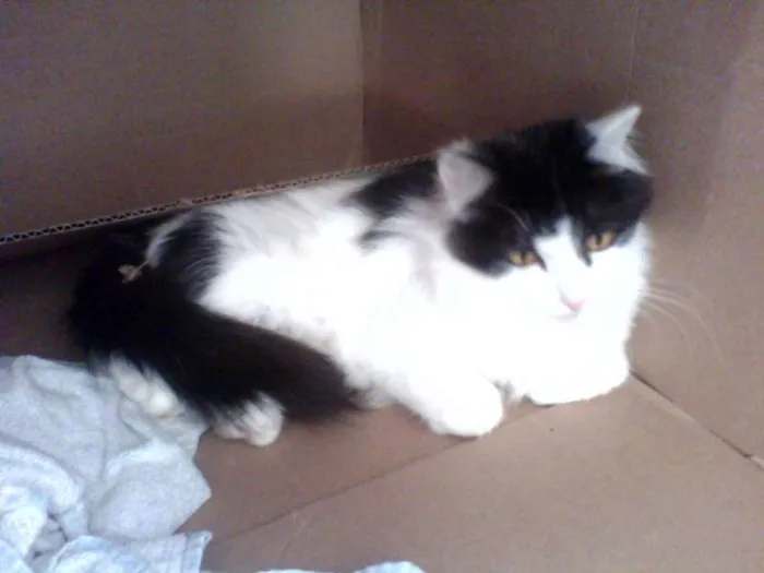 Gato ra a Siamês idade Abaixo de 2 meses nome n tem
