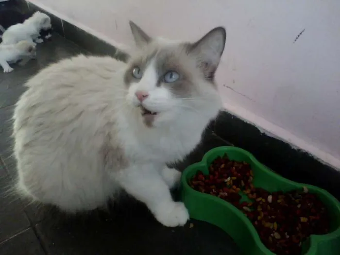 Gato ra a Siamês idade Abaixo de 2 meses nome n tem