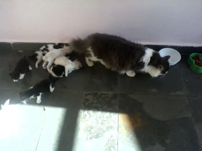 Gato ra a Siamês idade Abaixo de 2 meses nome n tem