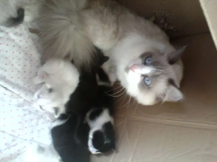 Gato ra a Siamês idade Abaixo de 2 meses nome n tem